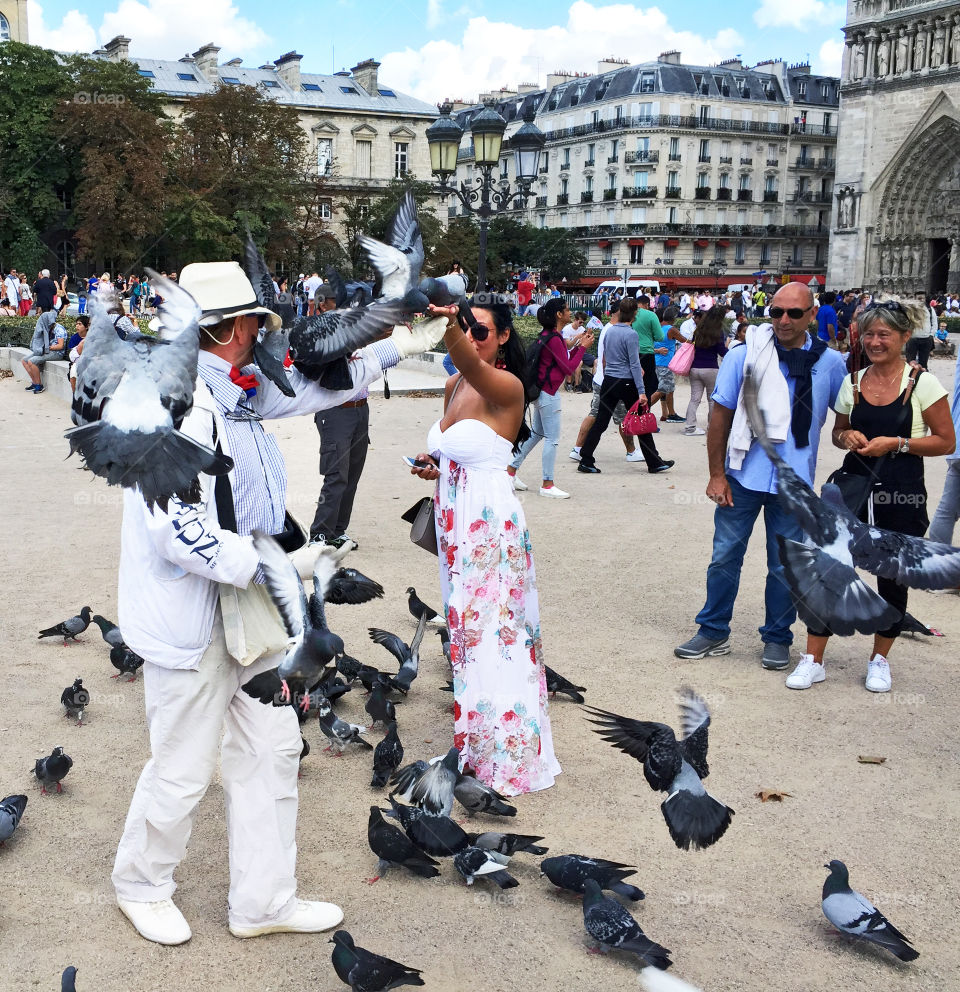 Pigeons at Notre Dame Cathedral, Paris