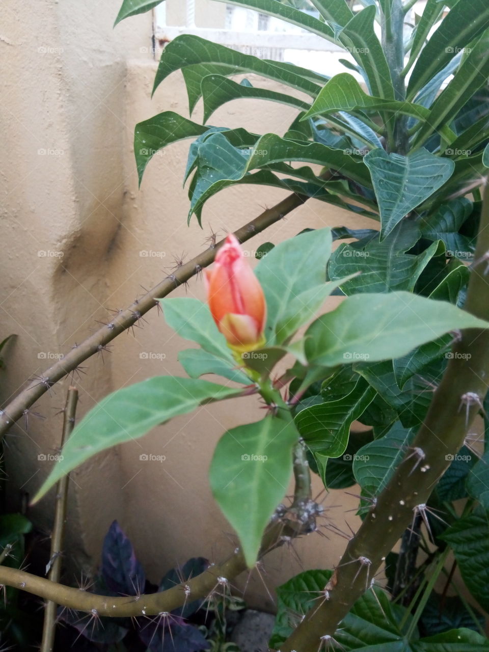 Leaf, Flower, No Person, Flora, Nature