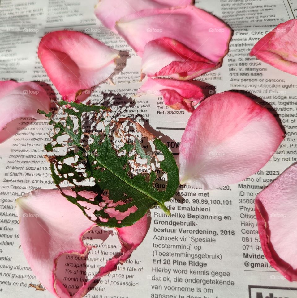 Rose petals on a newspaper with leaf shadow