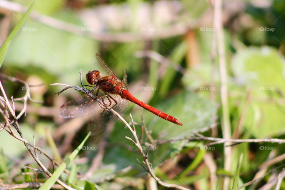 Red dragonfly