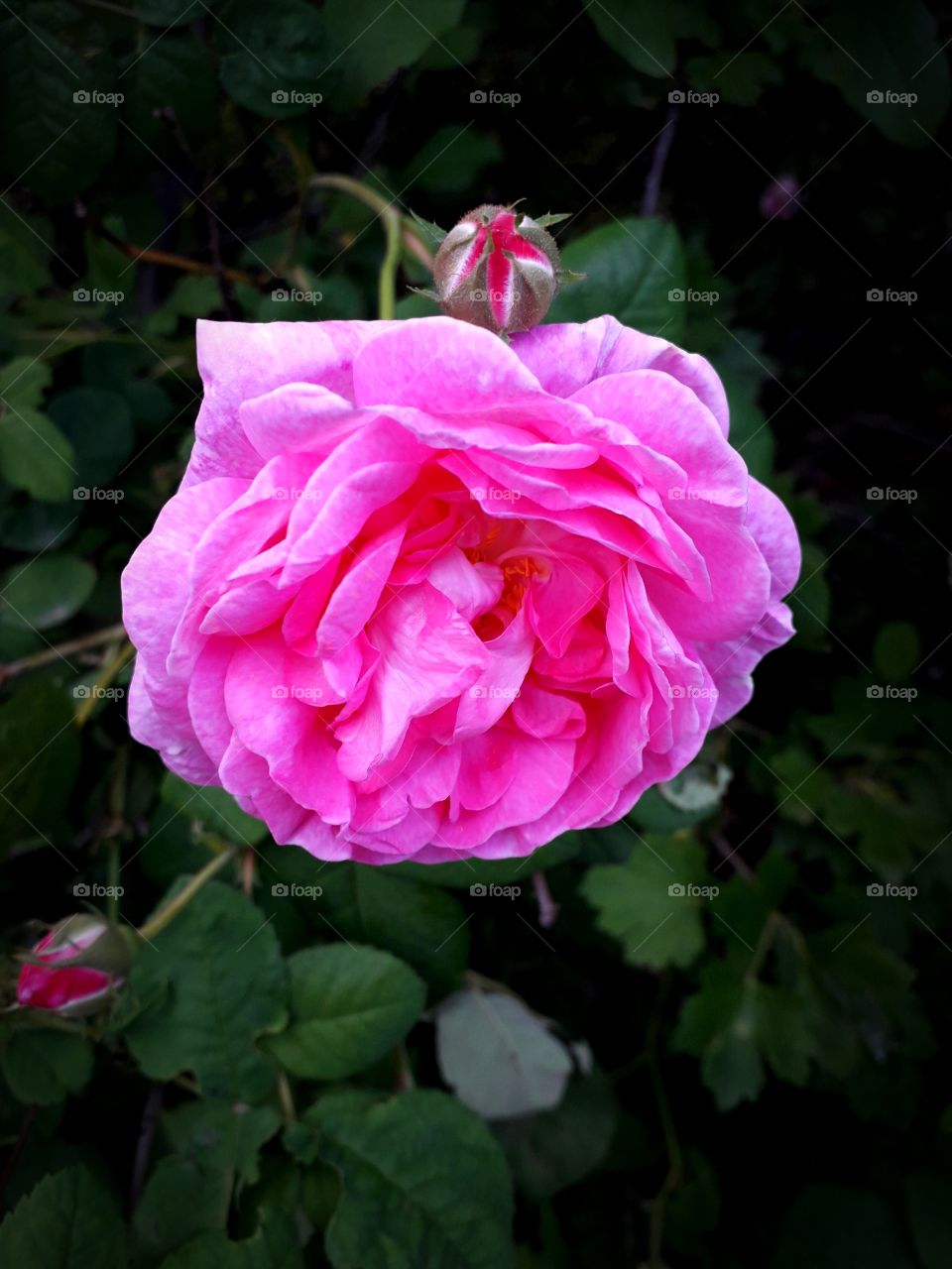 pink rose