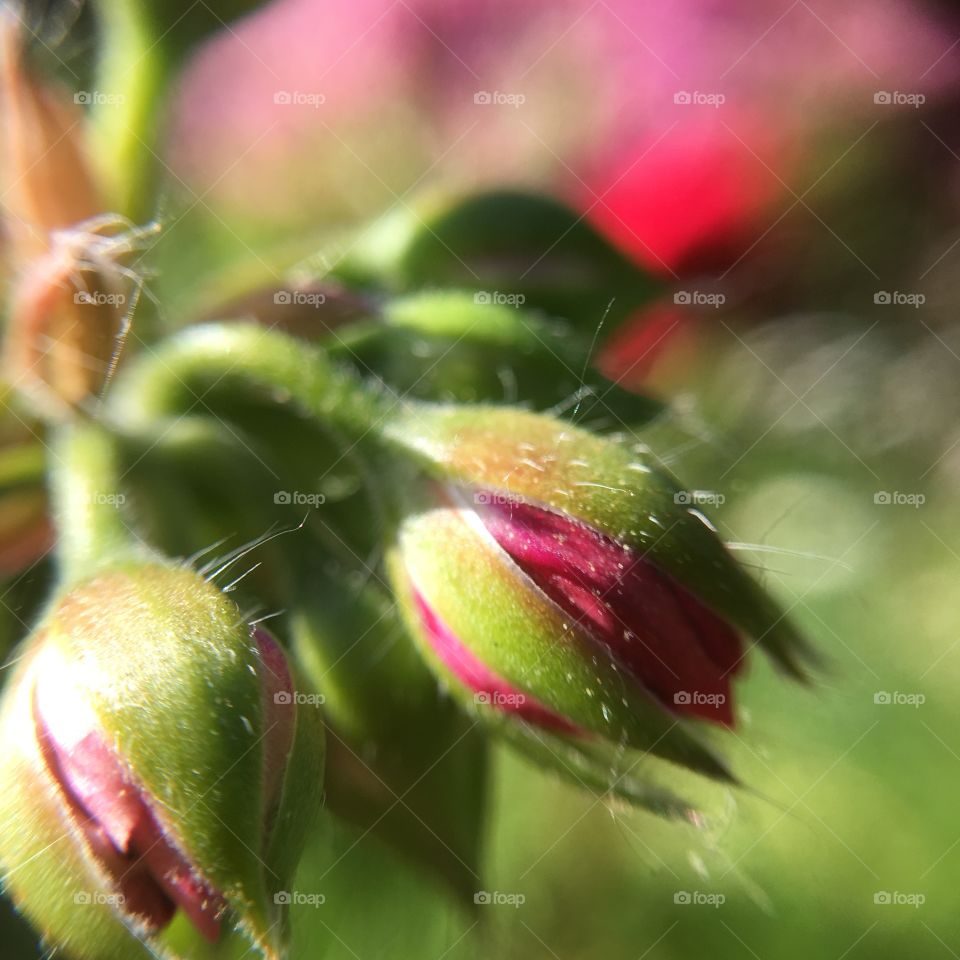 Geranium buds dof