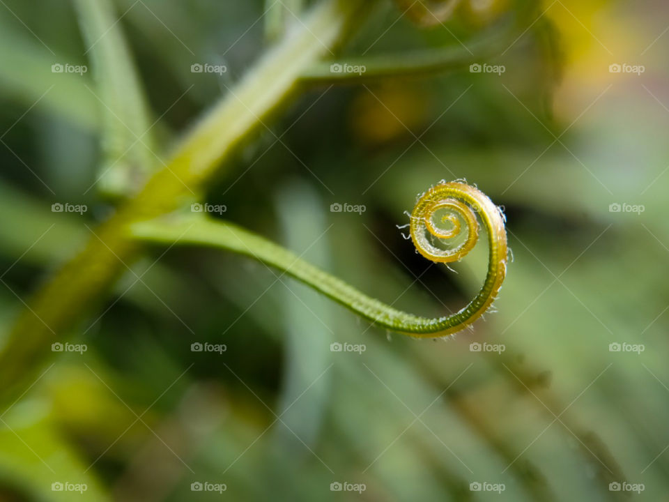 A fern bud denoting new life