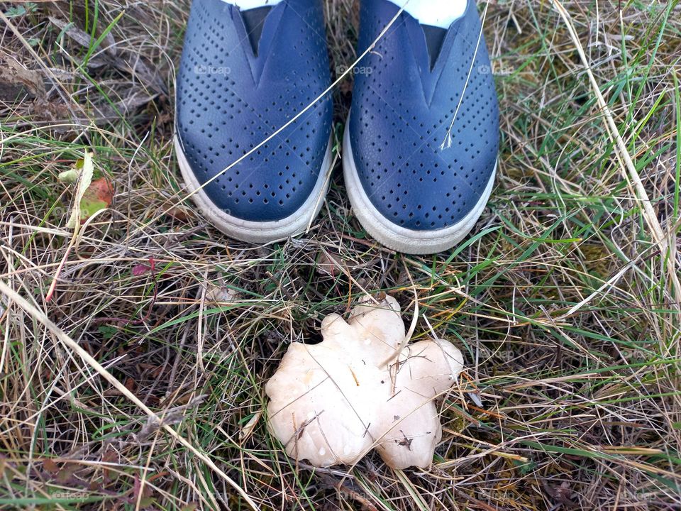 single-barrel mushrooms.