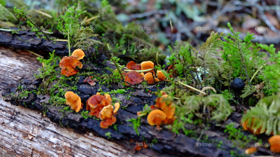 Mushroom growing on old tree trunk