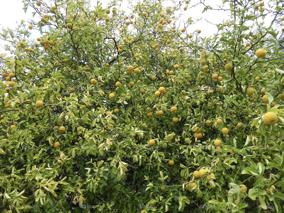 Poncirus Trifoliata / Citrus 