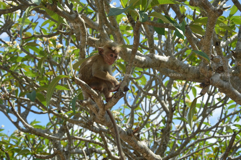 Monkey in Dambula caves