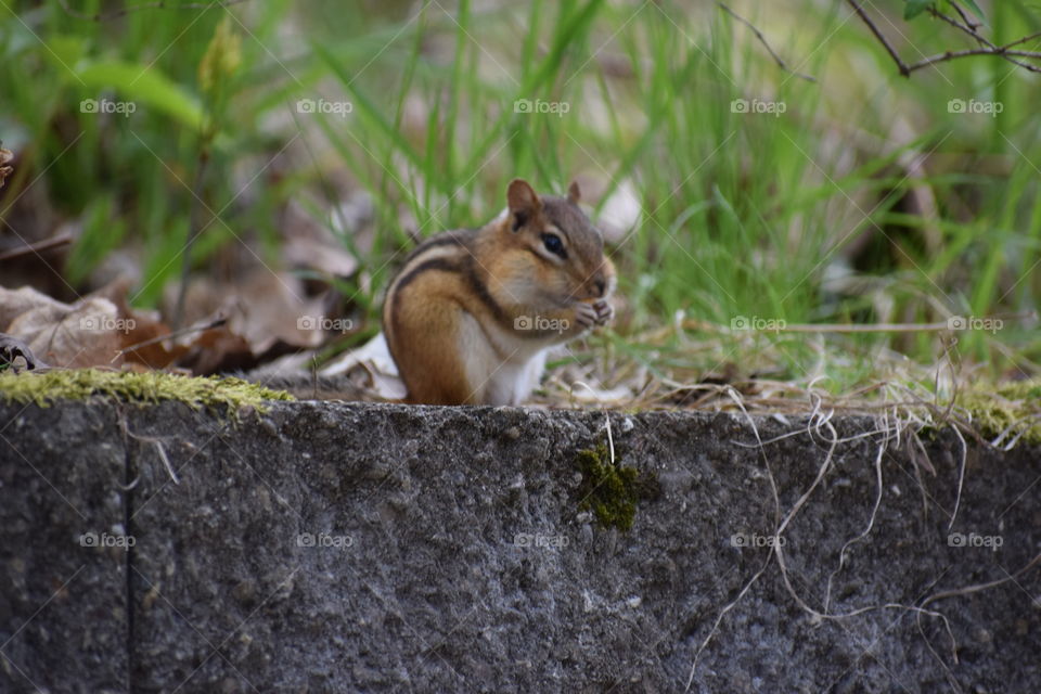 chipmunk eating 2