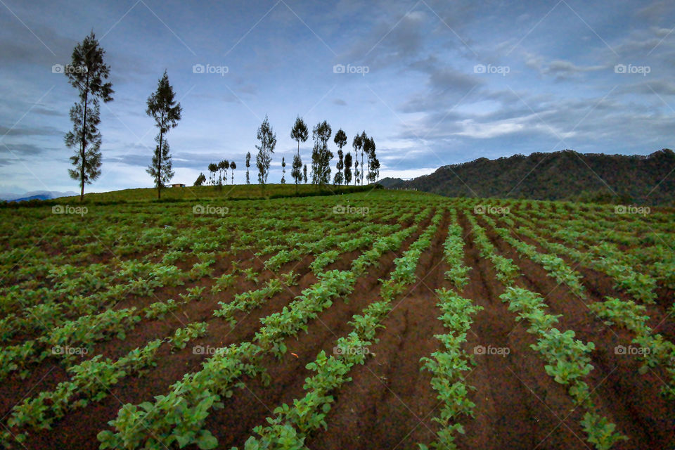 beautiful farm field of brakseng