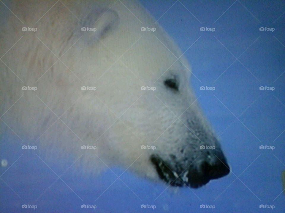 No Person, Snow, Frosty, Winter, Daylight