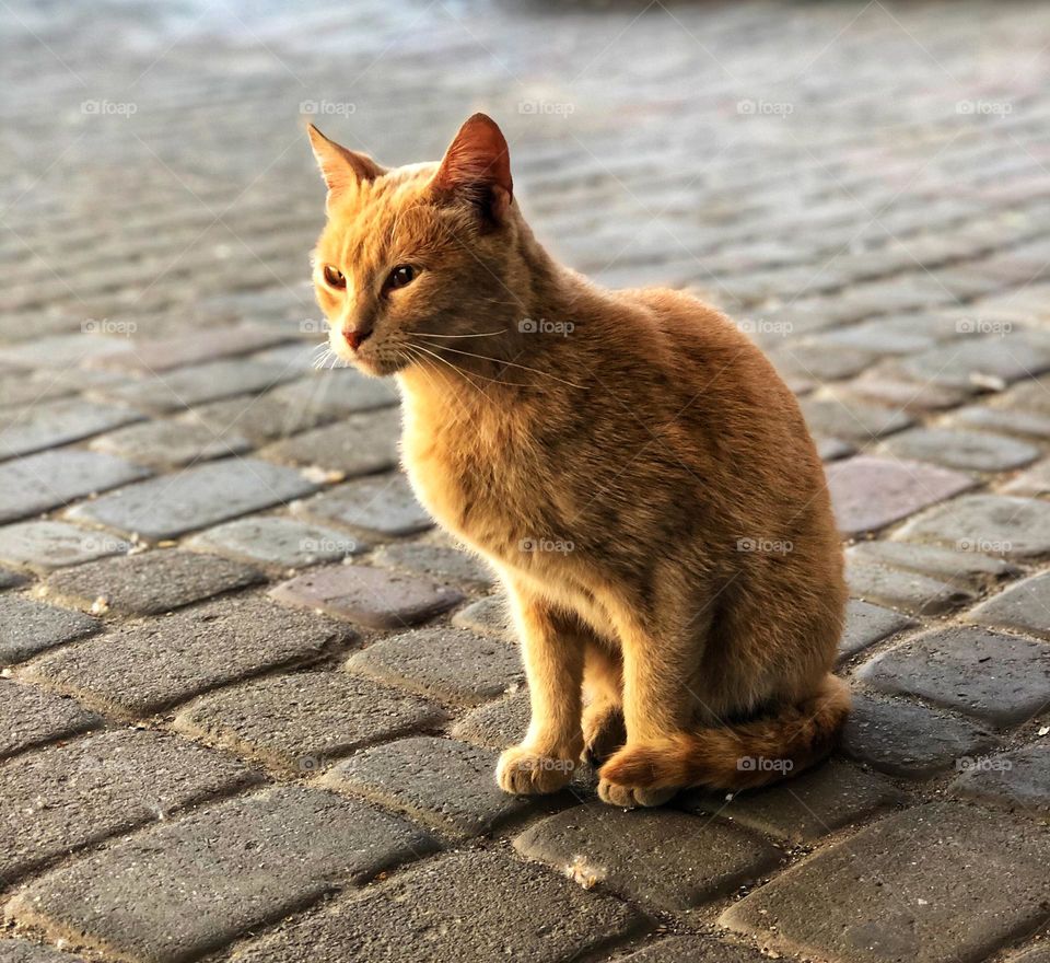 Ukraine Red cat 