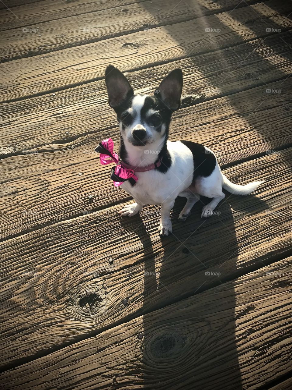 Who’s ready for a morning walk! 