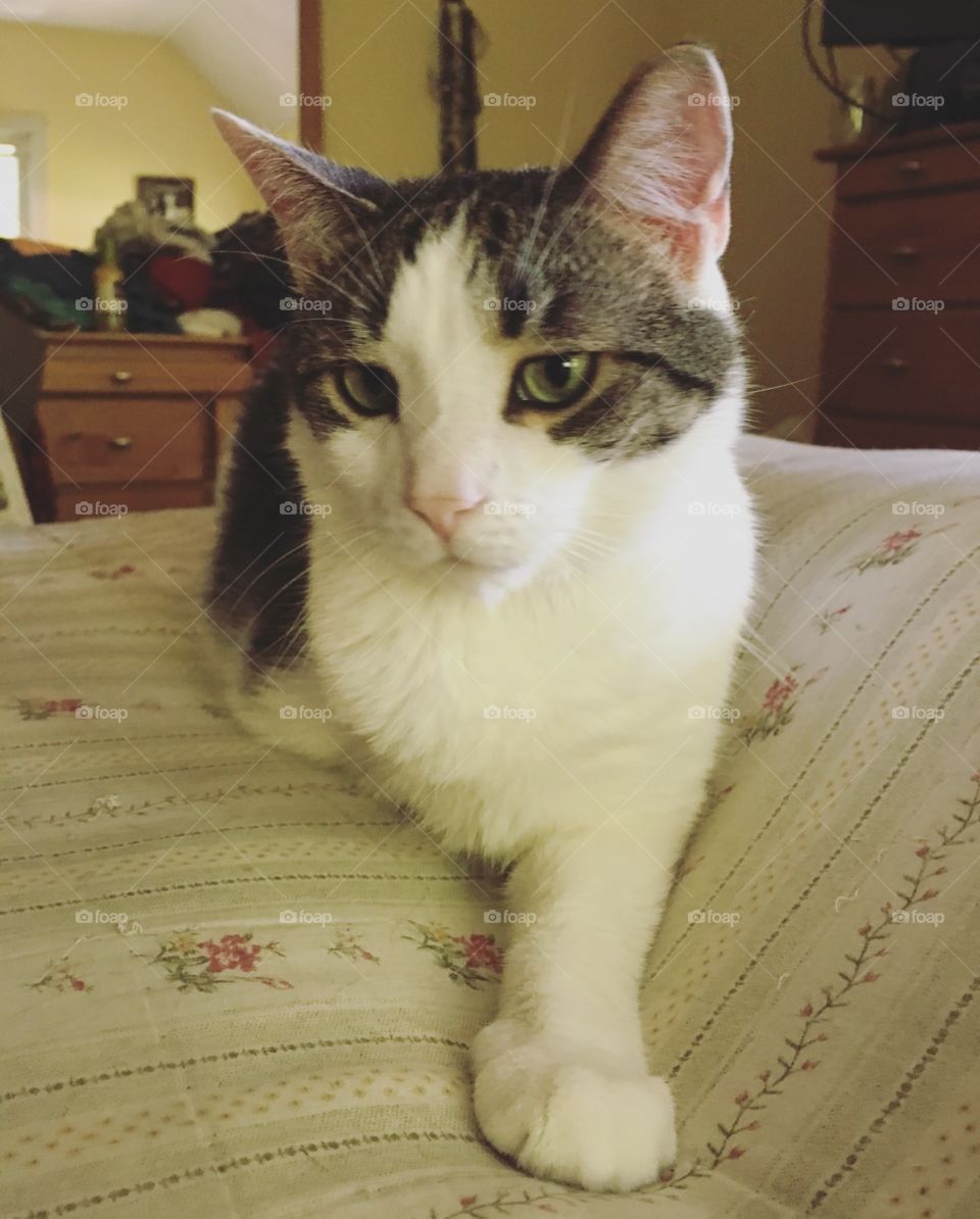 Gus, three-legged Tabby