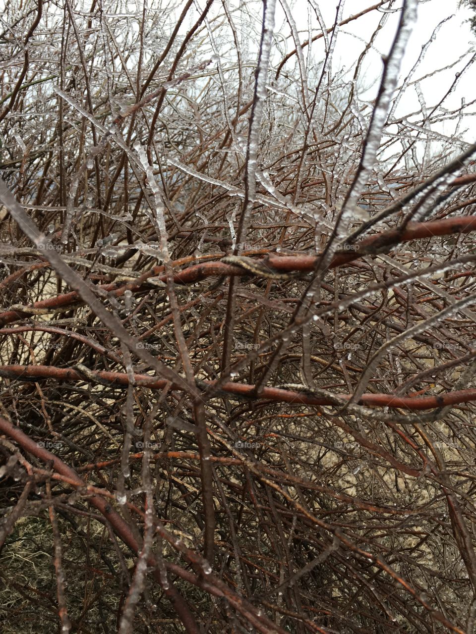 Closeup of texture of ice covered shrub branches