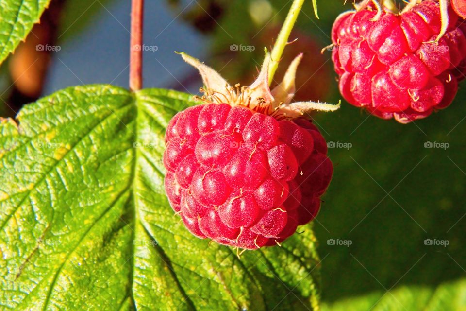 red raspberry on a branch