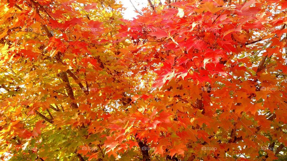 Full frame of autumn trees