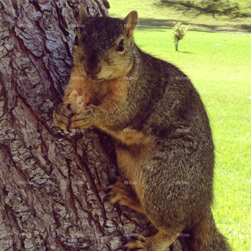 Oh nuts. Lunch in the park and we made a friend