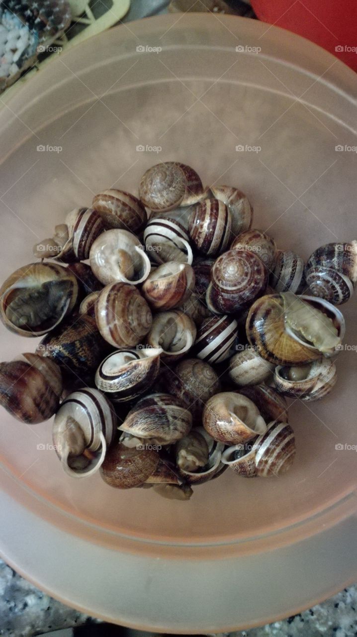 snails before to cook them