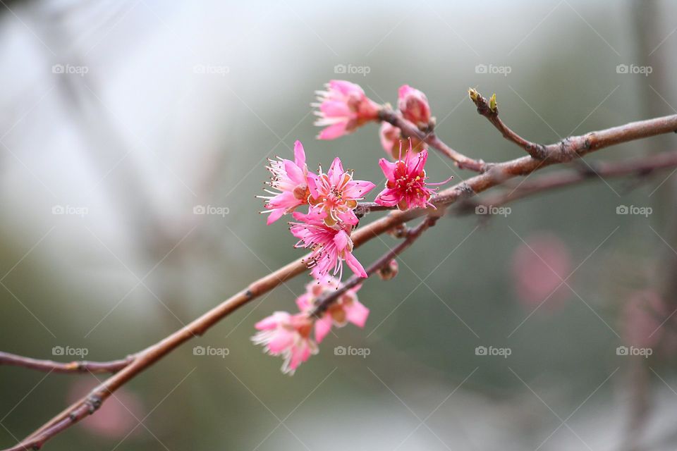Close-up of pink flower