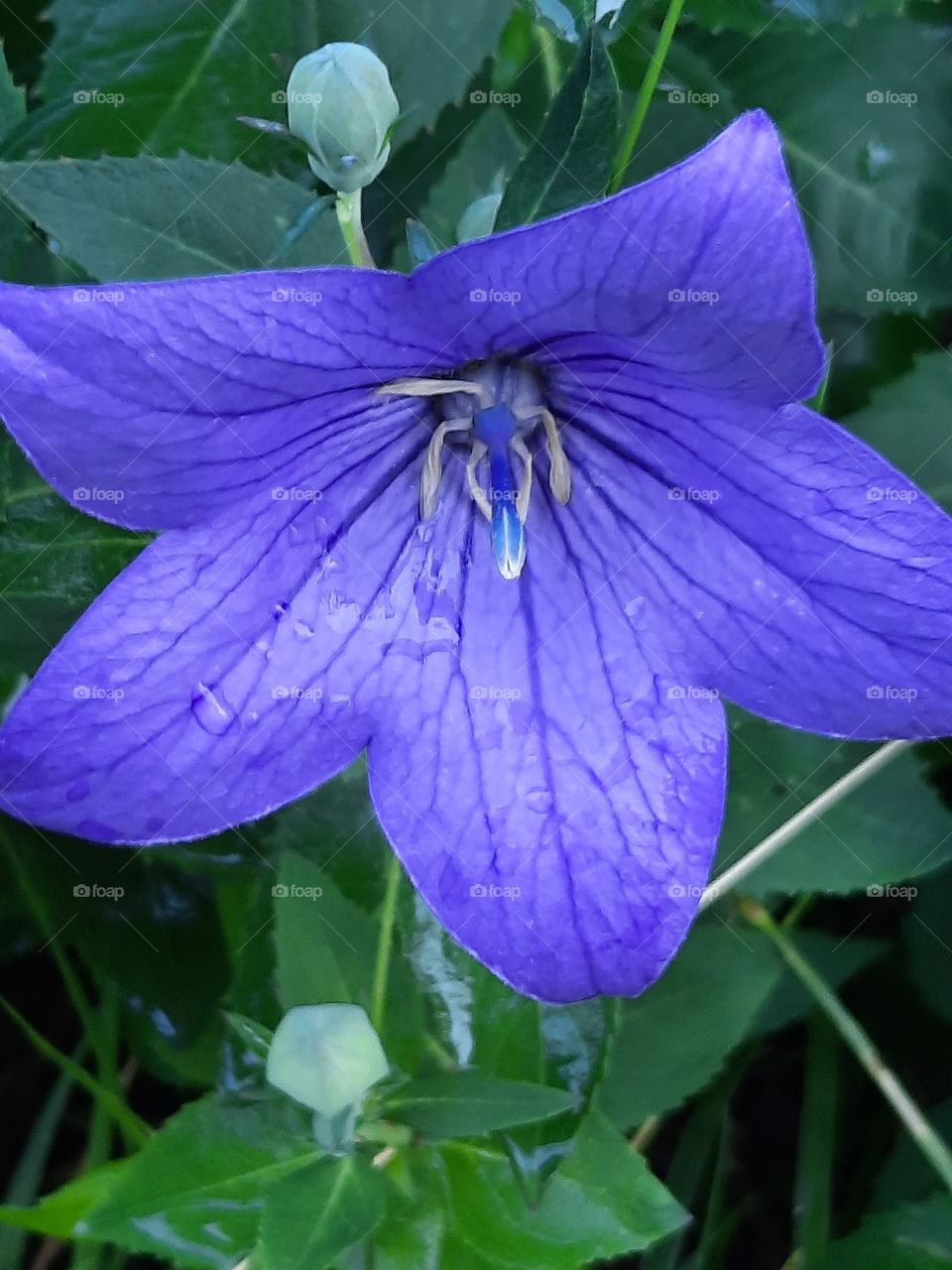 blue platycodon flower in summer garden