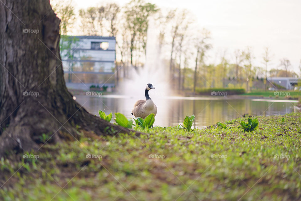 Goose on the water