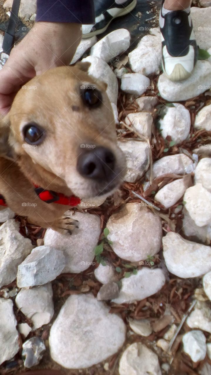 Dog on the stones pavement looking