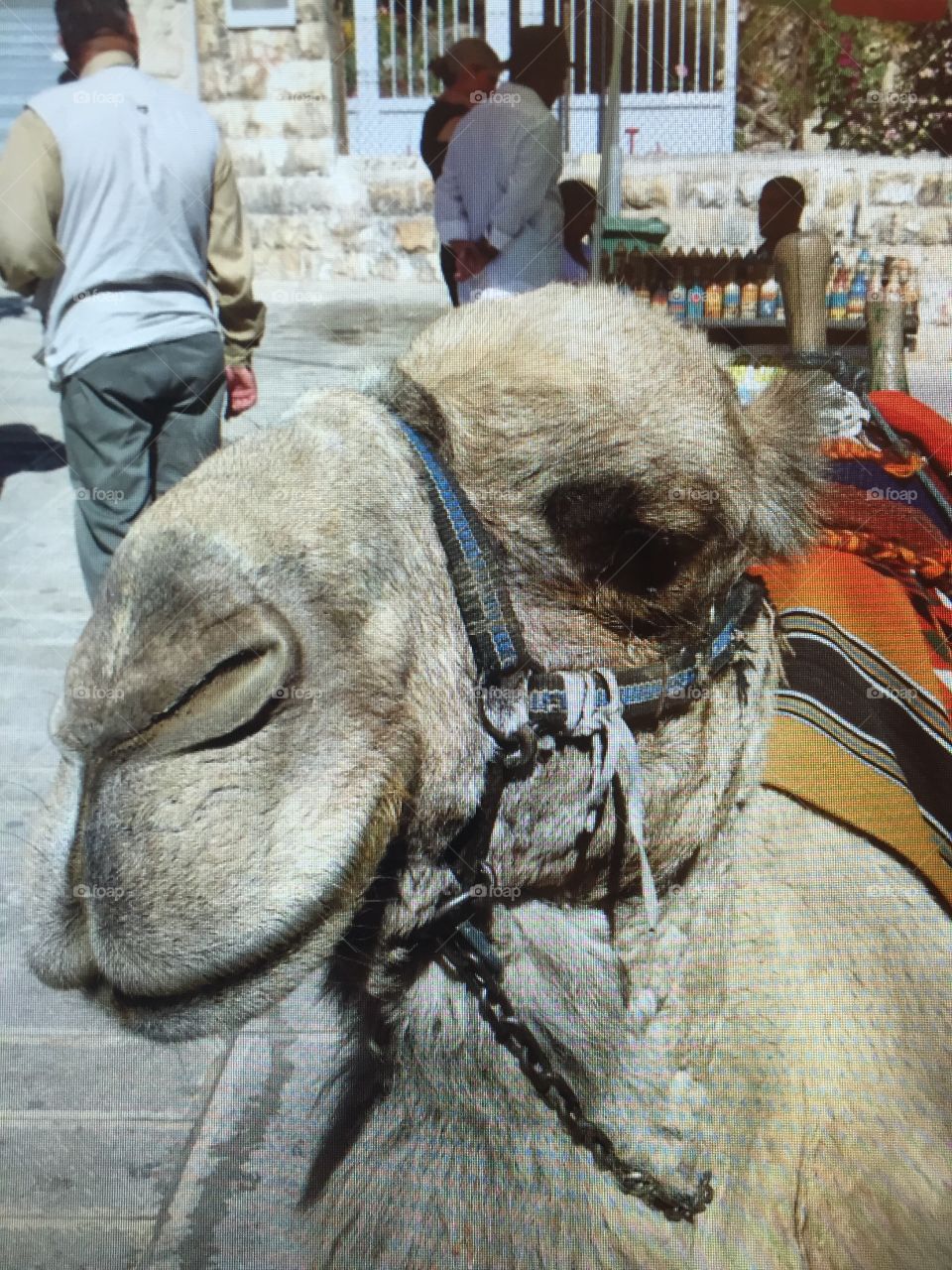 Camel rides . Camel rides in Jordan
