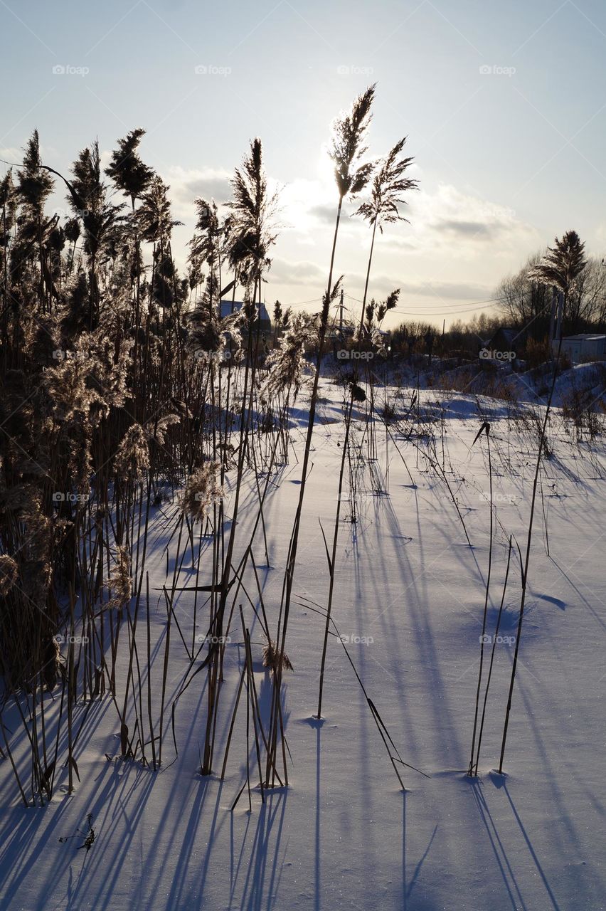 Winter sunny frosty day