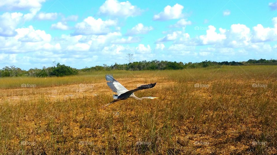 the Flying Heron of Everglades