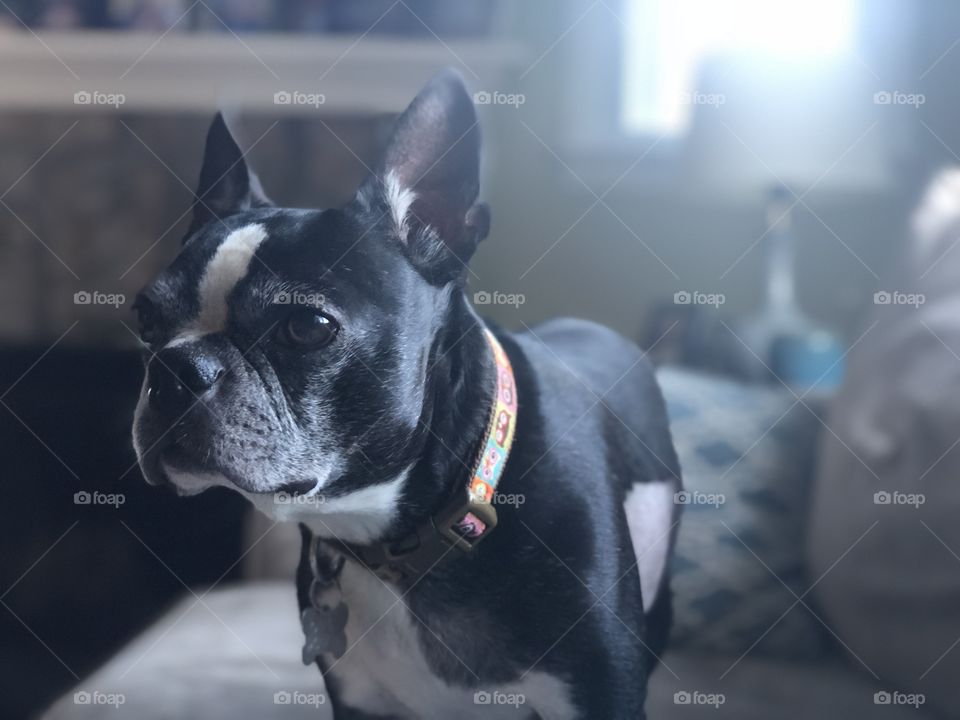 Boston terrier looking pensive on a summer evening indoors