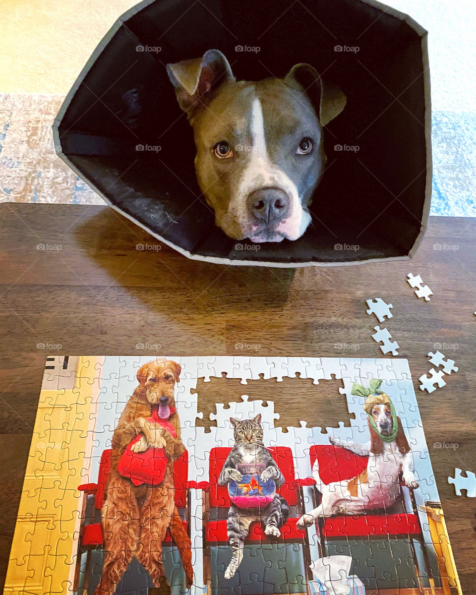 Drake helping with a sick pup puzzle