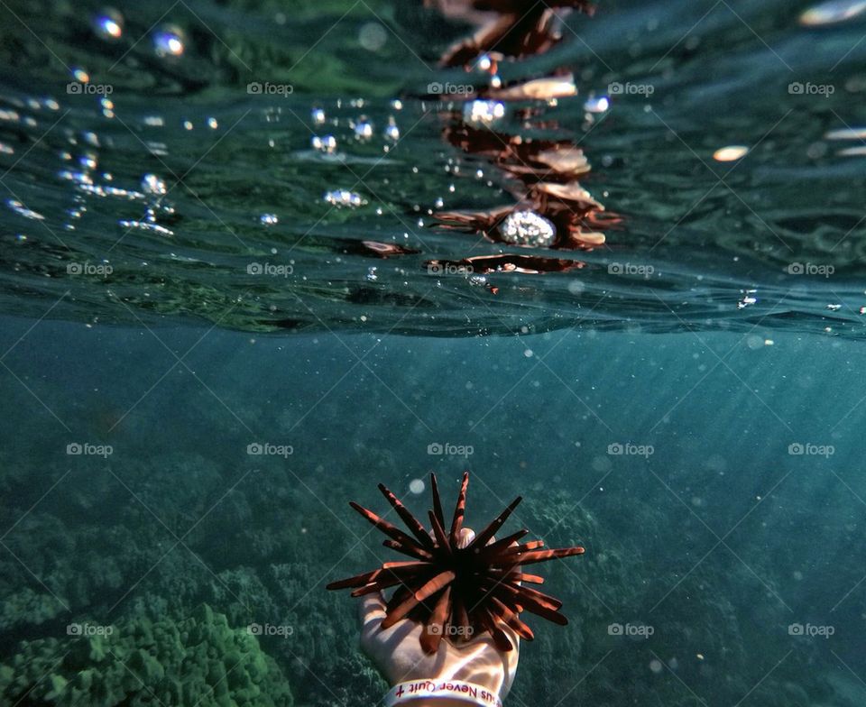 sea urchin