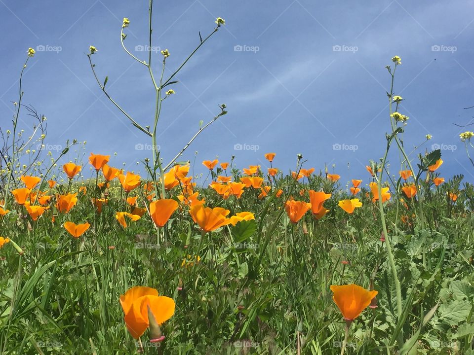 California Poppy Flower Grass Hillside