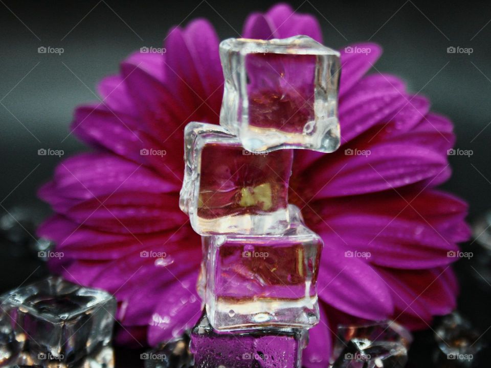 Flower and ice