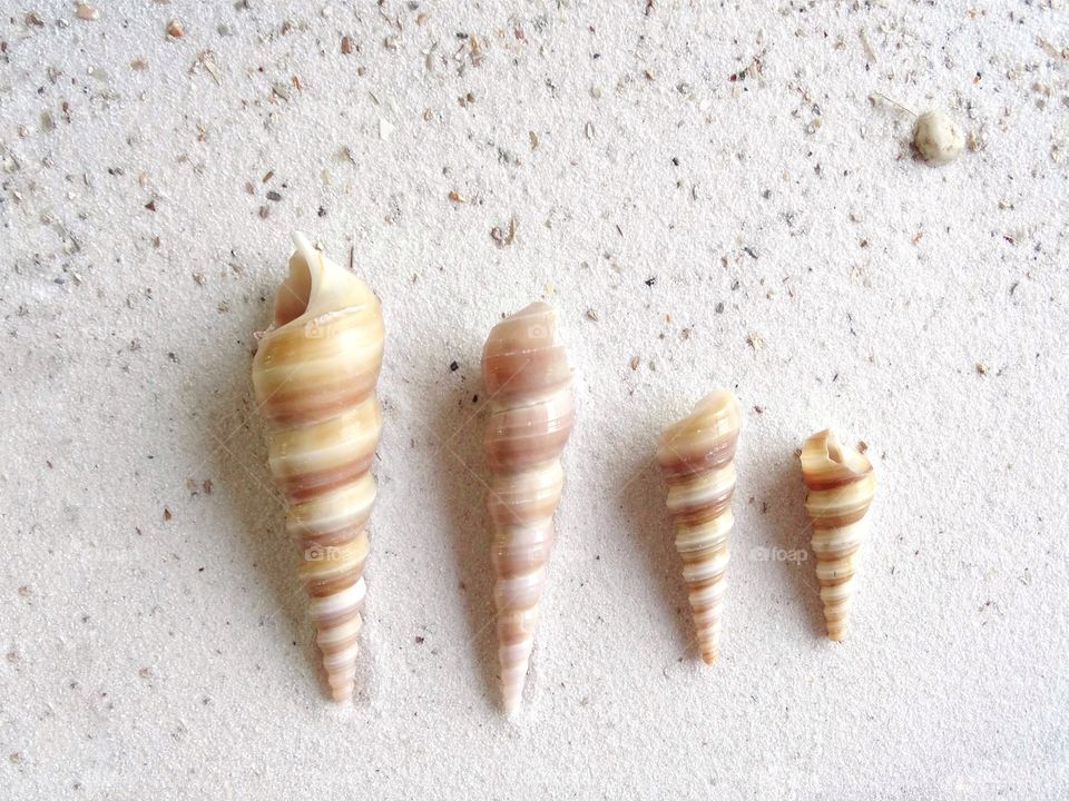 Shells on sand