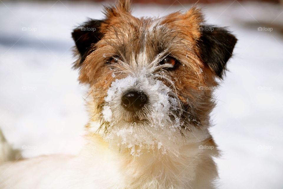 Snowy dog face