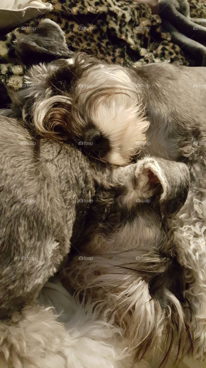 Two dogs sleeping together after long day playing outside.