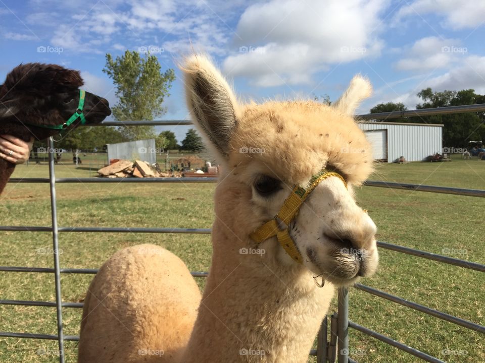 Portrait of alpaca