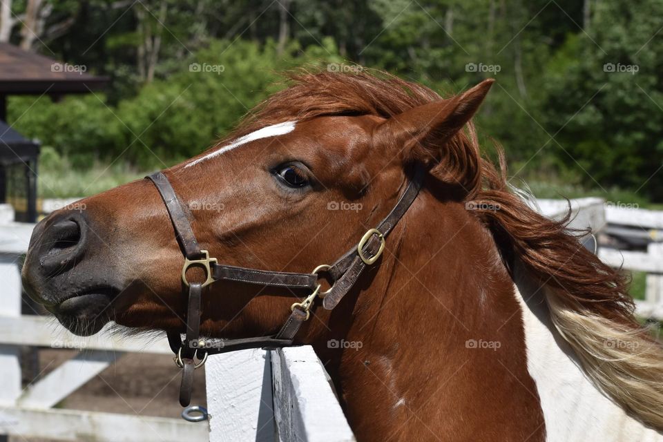 Horse’s eyes 