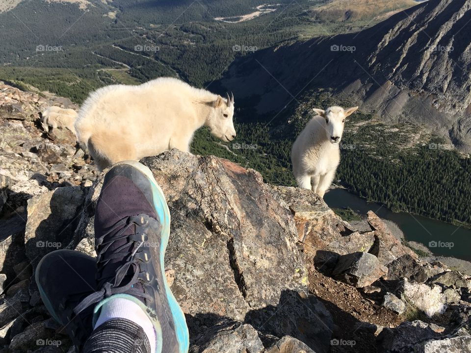 Shoes and legs on a rock with mountain goats nearby on a Rocky Mountain summit in Colorado 