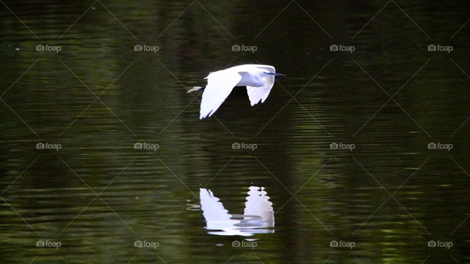 Egret in flight 
