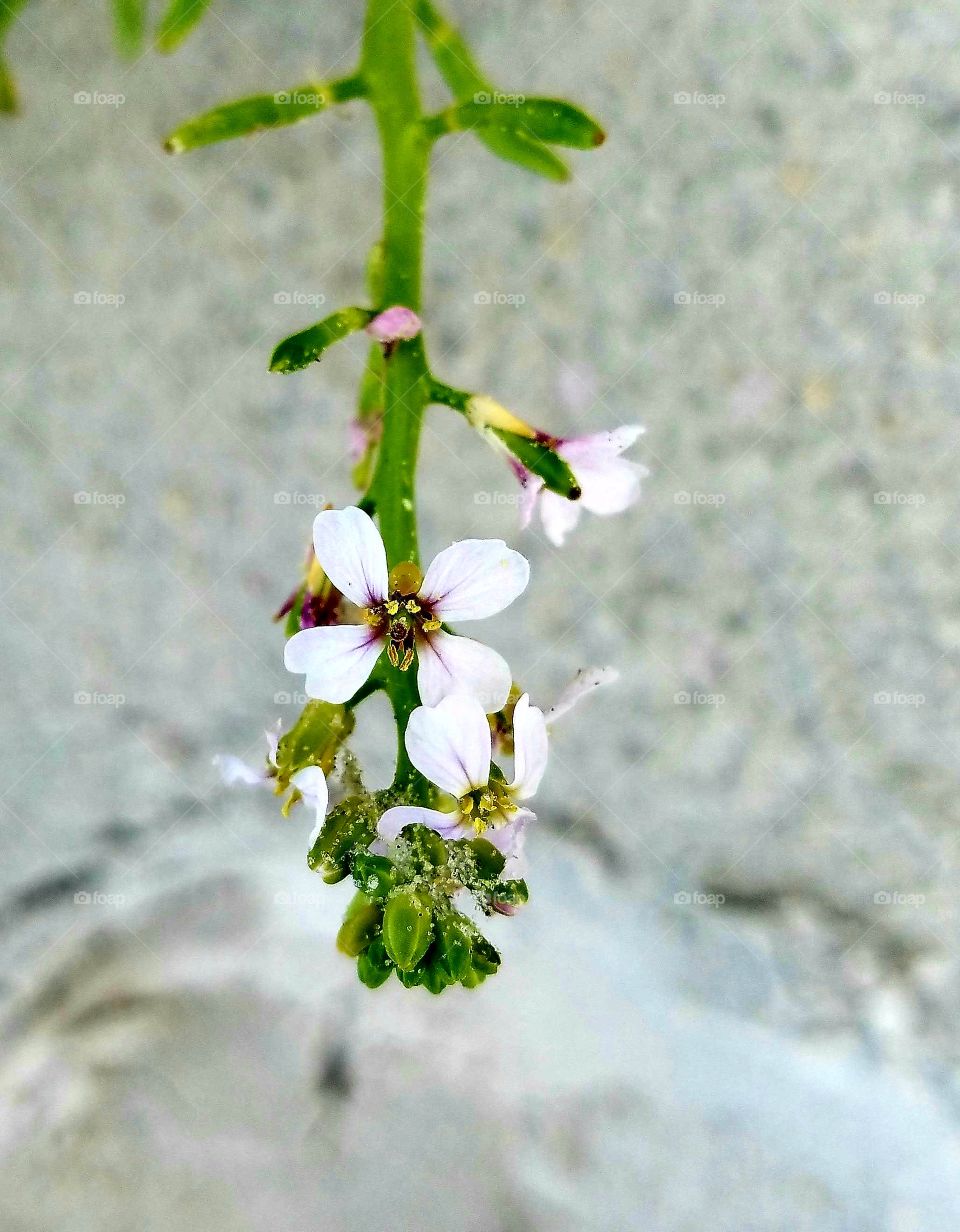 flower on the beaxh