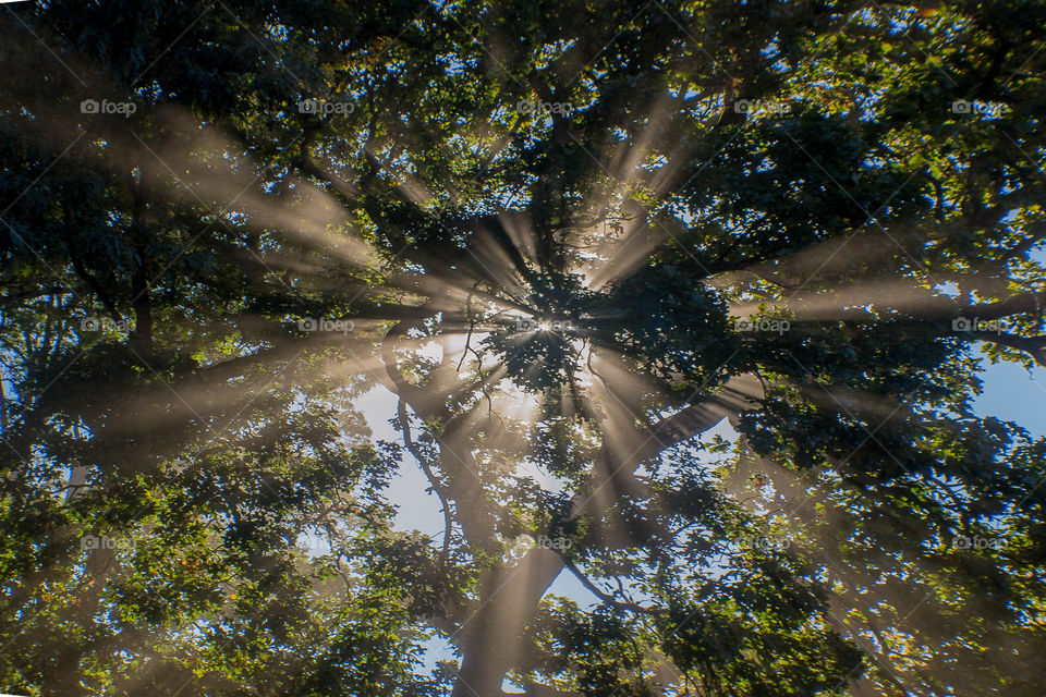View of rays of the sun coming through the trees