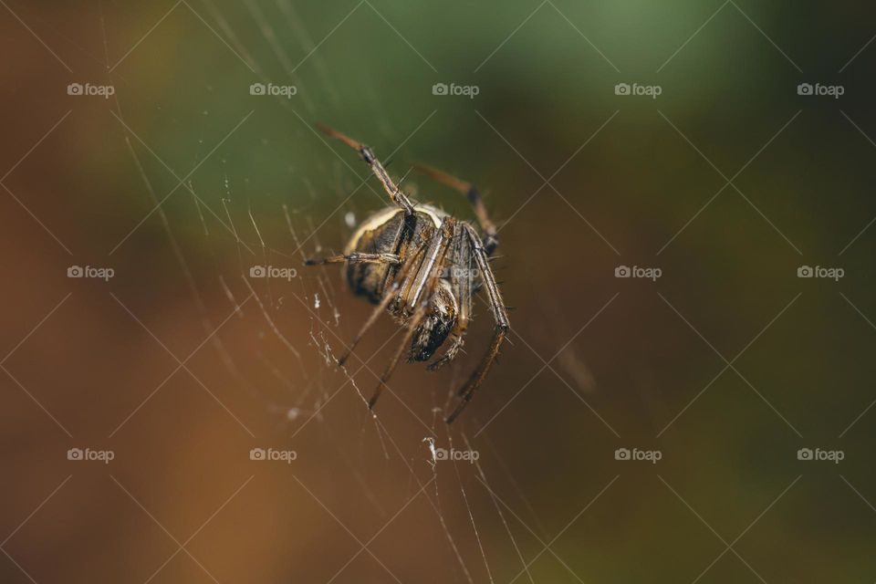 spider