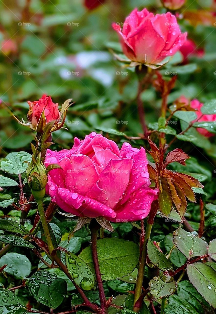 Rose flowers