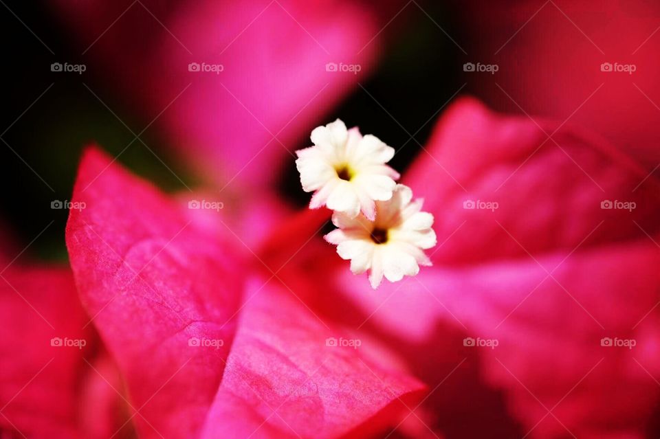 Crazy Plant People!, Pink Flowers In The Springtime, Closeup Of A Flower