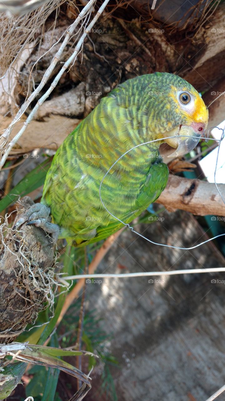 Uma bela ave verde no tronco da árvore do jardim.