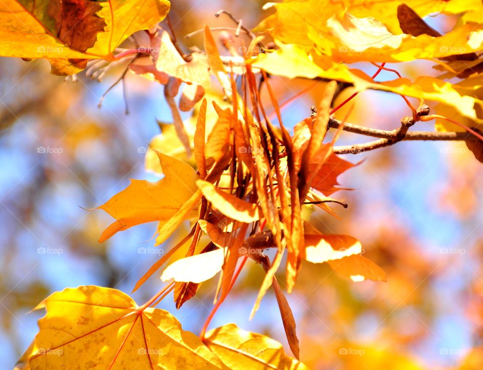 Yellow autumn leaf