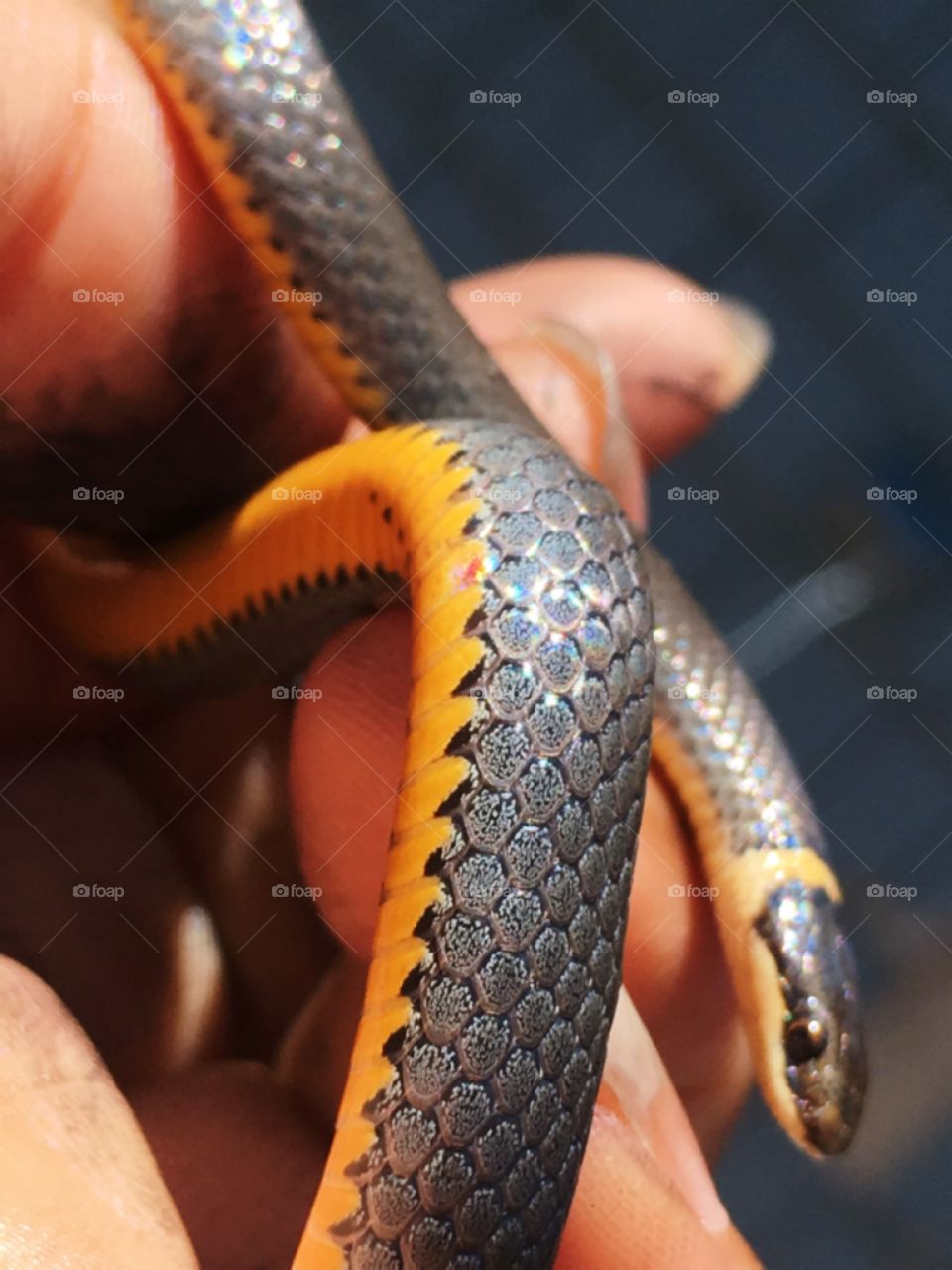 Beautiful ring neck snake 
