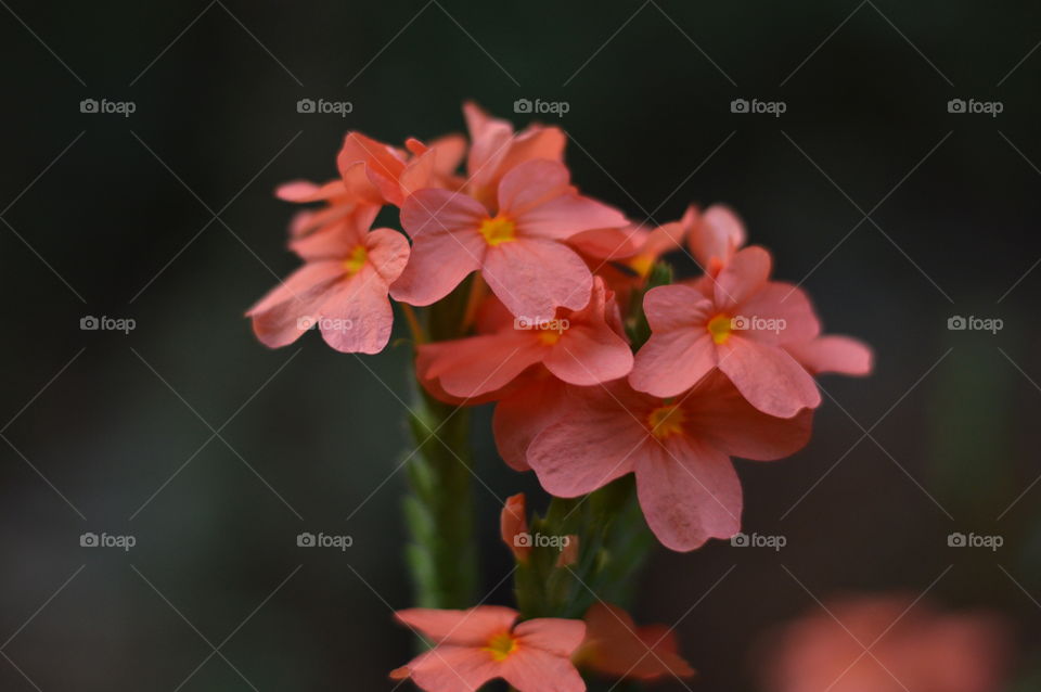 Firecracker flower.